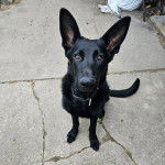 Un Berger Allemand sur une surface b&eacute;tonn&eacute;e et portant un collier autour du cou