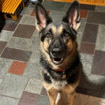Un Berger Allemand sur un sol carrel&eacute; et portant un collier autour du cou