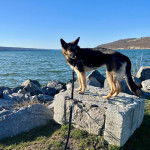Un Berger Allemand sur une pierre et qui est tenu en laisse