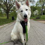 Un Berger Allemand tirant la langue et qui est tenu en laisse 