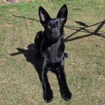 Un Berger Allemand allong&eacute; sur un terrain herbeux 