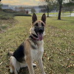 Un Berger Allemand ayant la langue pendante et portante et portant un collier autour du cou
