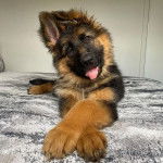 Un Berger Allemand allong&eacute; sur un lit et tirant la langue 