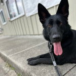 Un Berger Allemand ayant la langue pendante et qui est tenu en laisse