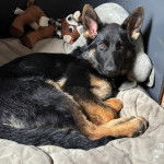 Un Berger Allemand allong&eacute; et semblant d&eacute;tendu 