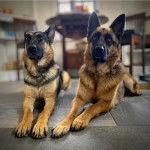 Deux Berger Allemand allong&eacute;s sur un sol carrel&eacute; 