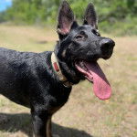 Un Berger Allemand ayant la langue pendante et portant un collier autour du cou