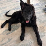 Un Berger Allemand allong&eacute; sur un tapis et tirant la langue 