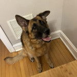 Un Berger Allemand assis sur un plancher et ayant la gueule l&eacute;g&egrave;rement ouverte 