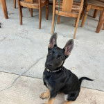 Un Berger Allemand assis sur une surface b&eacute;tonn&eacute;e et portant un collier autour du cou