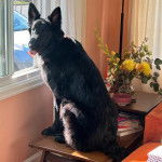 Un Berger Allemand assis sur une table de chevet et tirant la langue 