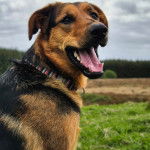 Un Berger Allemand ayant la gueule grande ouverte et portant un collier autour du cou