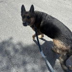 Un Berger Allemand regardant vers la cam&eacute;ra et qui est tenu en laisse 