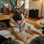 Un Berger Allemand allong&eacute; et tirant la langue 