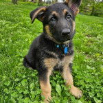Un Berger Allemand assis sur une surface herbac&eacute;e et portant un collier autour du cou