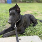 Un Berger Allemand allong&eacute; sur une terrain herbeux et qui est tenu en laisse 