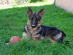 Belle chiot - Berger Allemand (5 mois)