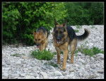 Princesse & Furio - Berger Allemand