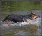 Furio - Berger Allemand M&acirc;le (11 mois)