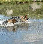 Falko et Volcan - Berger Allemand M&acirc;le