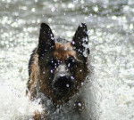 Falko - Berger Allemand M&acirc;le