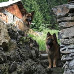 Falko et Volcan - Berger Allemand M&acirc;le