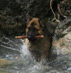 Volcan - Berger Allemand M&acirc;le (4 ans)