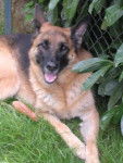 Samba - Berger Allemand (13 ans)