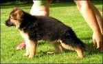 Kirie - Berger Allemand (2 mois)