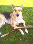 kalista - Berger Allemand (6 ans)