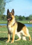 Ike - Berger Allemand Mâle (6 ans)