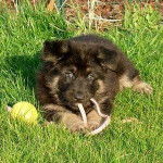 Ongo - Berger Allemand M&acirc;le (3 mois)