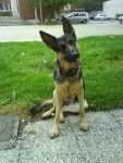 Cyska - Berger Allemand (2 ans)
