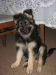 Abbey(pup) - Berger Allemand (2 mois)