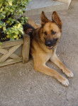 Vicky - Berger Allemand (7 ans)