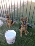 Queen & Hanna - Berger Allemand (7 mois)