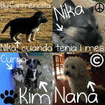 Variados...xD - Berger Allemand (3 mois)