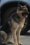 Vegas - Berger Allemand Mâle