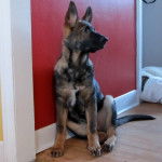 blitz - Berger Allemand M&acirc;le (5 mois)