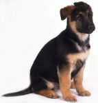 kim - Berger Allemand (11 mois)