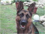 Ulka - Berger Allemand (9 ans)