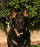 gab - Berger Allemand (1 an)