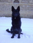 yuki - Berger Allemand Mâle (2 ans)