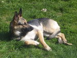 Akita - Berger Allemand (7 ans)
