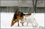 dylam et snow - Berger Allemand Mâle (4 ans)