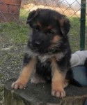 bibi - Berger Allemand (6 mois)