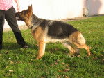flotta du haut mansard dit xena - Berger Allemand (1 an)