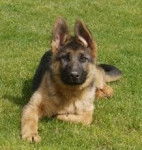 ROXY - Berger Allemand (11 mois)