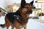 Sasha - Berger Allemand (7 ans)