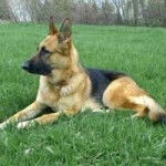Mya - Berger Allemand (5 ans)